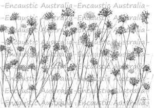 Downloadable Illustration - Fennel Flowers